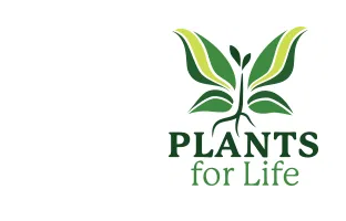 DBB Young Plants