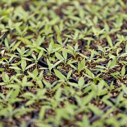 DBB Young Plants